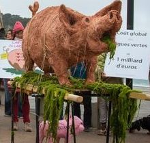 Pig Mascarade cochon red